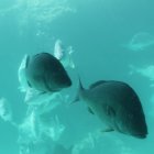 Yellow-Finned Spotted Fish Swimming Under Sunlight