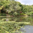 Tranquil digital illustration of lush garden with pond