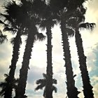 Palm trees silhouetted against sunlit sky with clouds