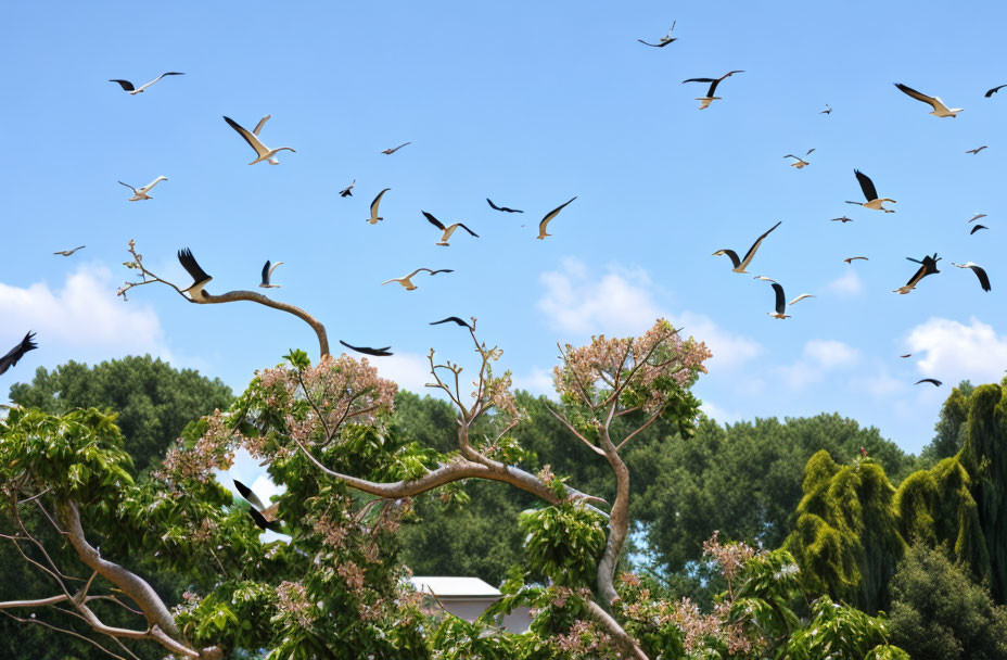 Birds in Flight Over Green Trees and Blue Sky