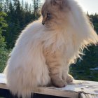 Colorful iridescent fur cat sitting on railing with rainbow sky