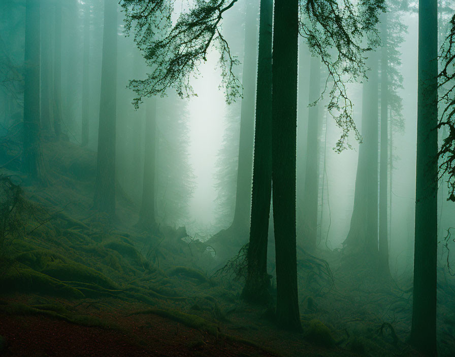 Tall Trees in Misty Forest with Exposed Roots