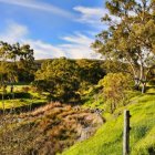 Tranquil landscape with eucalyptus trees, pond, and grassy hills