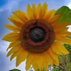 Bright Sunflower with Green Leaves on Blue and White Background