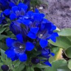 Blue Flowers, Butterflies, and Green Foliage in Pink Sky