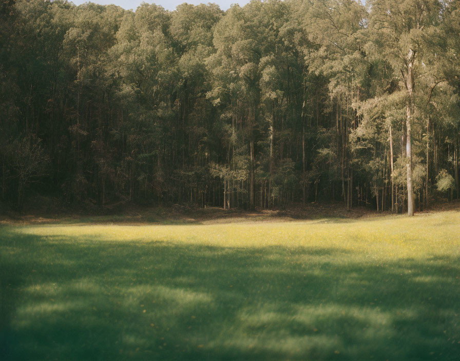 Tranquil meadow meets dense forest under soft sunlight