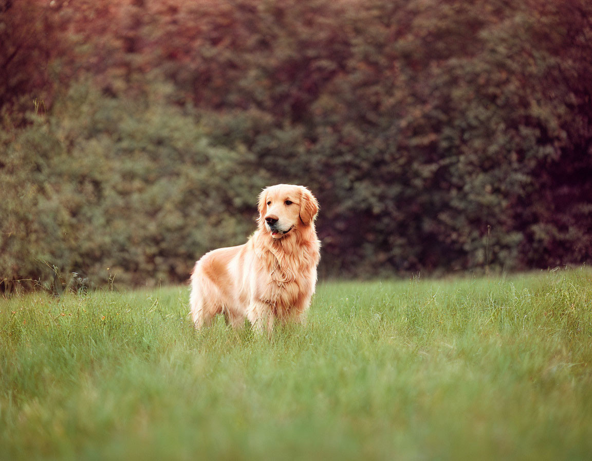 Golden Retriever in lush green field with serene backdrop