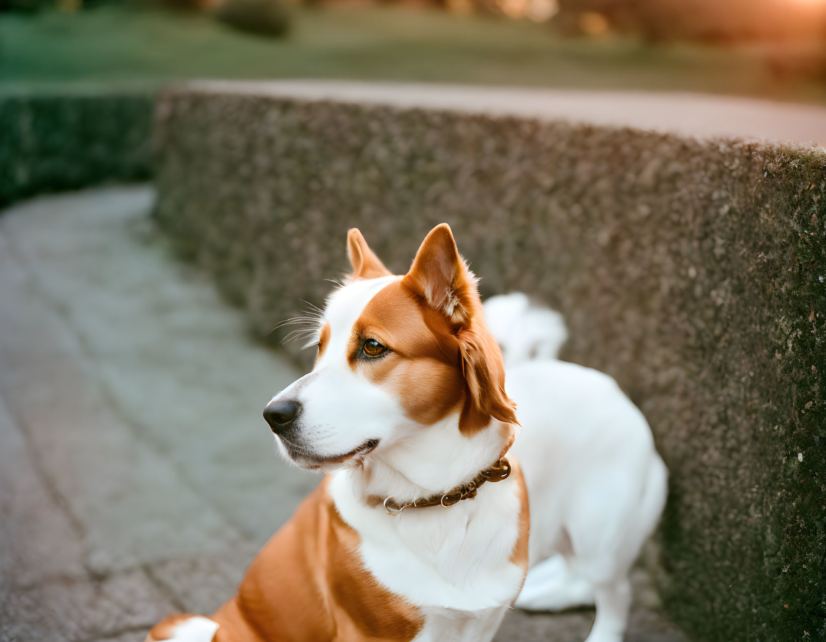 Brown and White Dog with Collar Sitting Outdoors