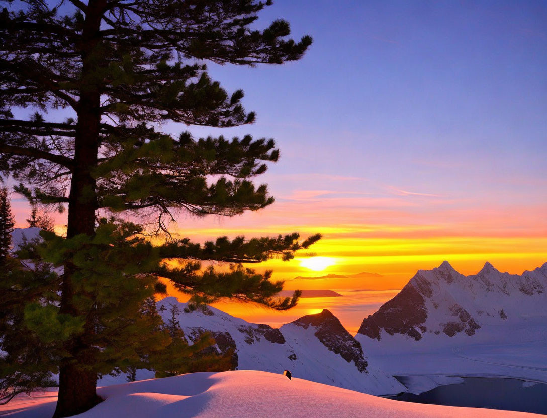 Vibrant orange and yellow sunset over snowy mountains and tree.
