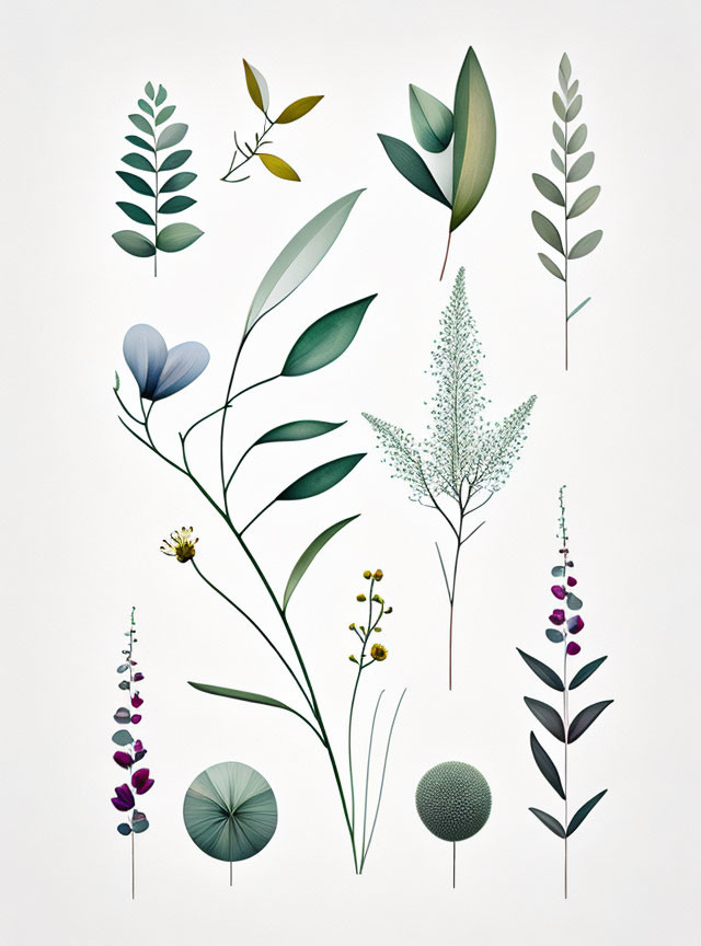 Botanical Illustration of Various Stylized Plants with Different Leaf Shapes