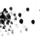 Monochrome spider-like ink blots on white backdrop