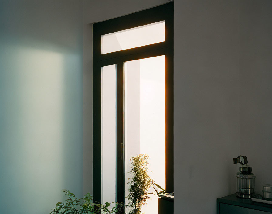 Natural light illuminates plant on windowsill in room with soft shadow.