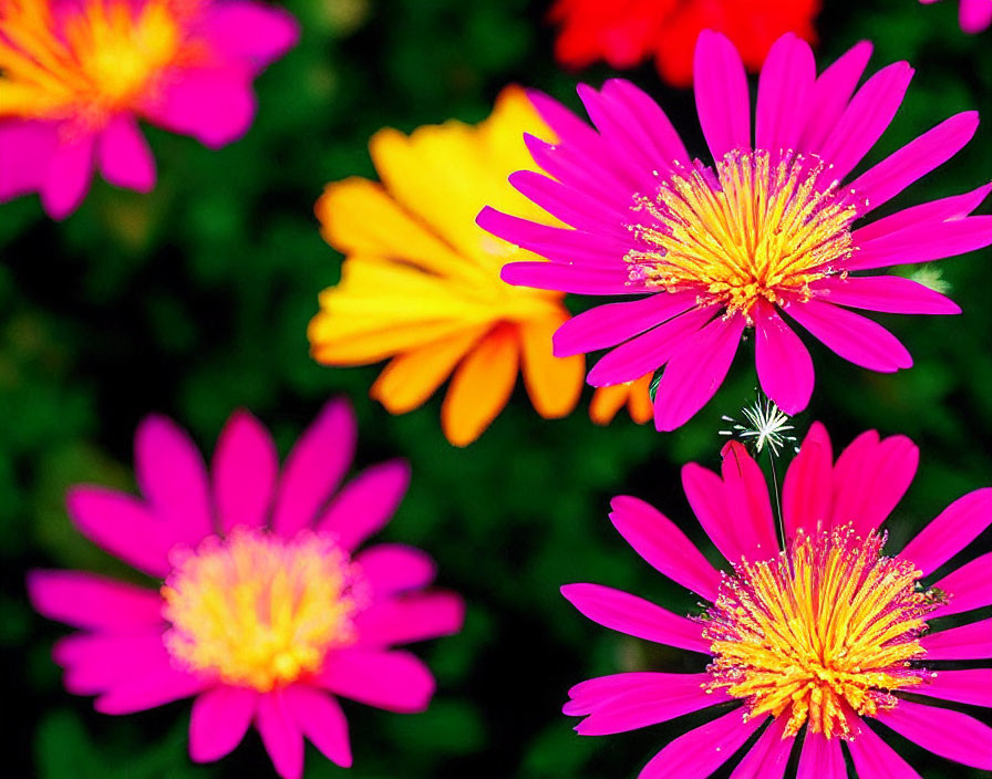 Bright magenta and yellow daisy flowers on green backdrop