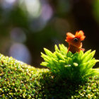 Vibrant caterpillar on green succulent with blurred sunlit background