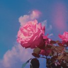 Tranquil painting of pink roses under a blue sky