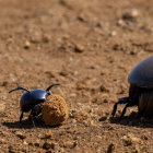 Dung beetles rolling dung ball on sandy soil