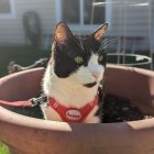 Black and white cat with floral necklace in brown pot with plants.