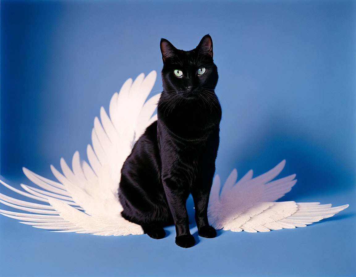 Black Cat with White Angel Wings on Blue Background