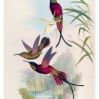 Vibrant birds among purple flowers and green foliage in vintage style