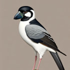 Black and white Pied Butcherbird perched on tree stump