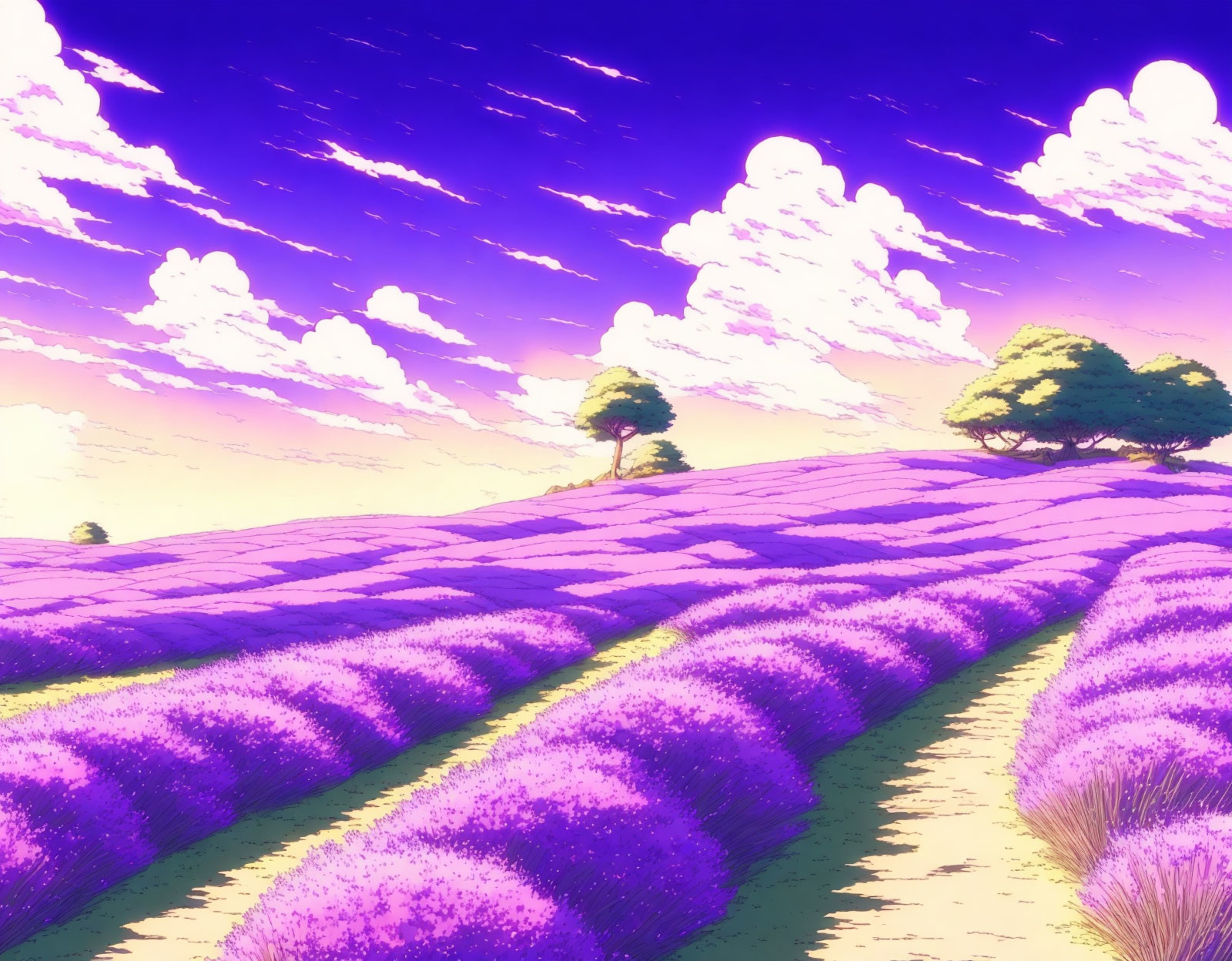 Lavender field at sunset with rolling hills and colorful sky