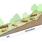 Detailed Cross-Section of Forest Ecosystem Layers and Tree Species