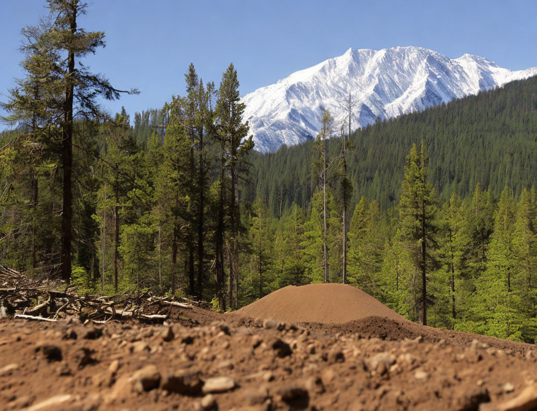 Scenic forest with tall pines and snow-capped mountains under clear blue sky