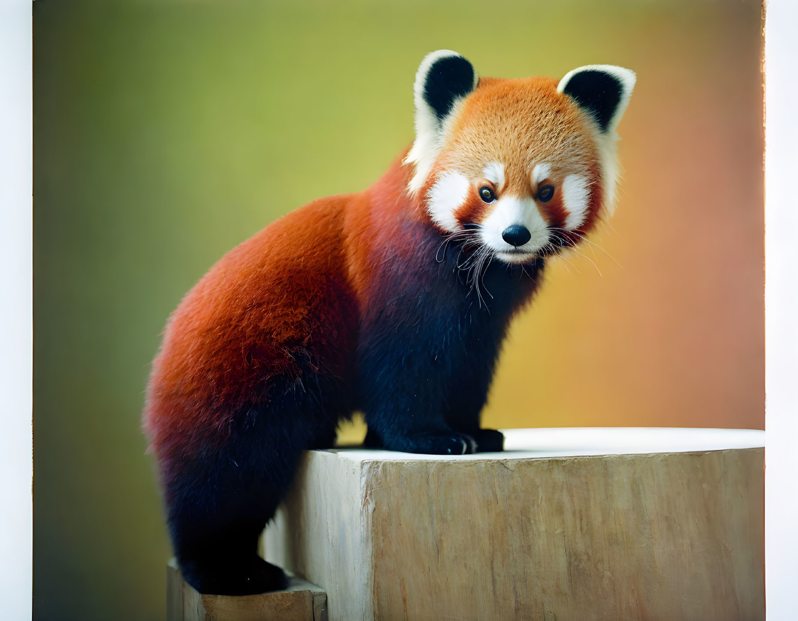 Red panda on wooden ledge with bushy tail against soft background