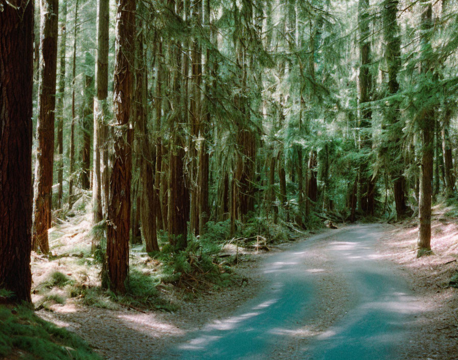 Sunlit Forest: Winding Dirt Road Through Towering Trees