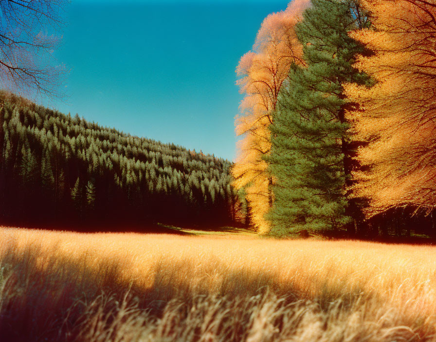 Golden grass, colorful trees, and clear blue sky in autumnal landscape.