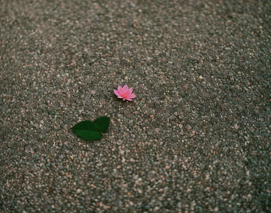 Pink flower and green leaf on textured pebbled ground