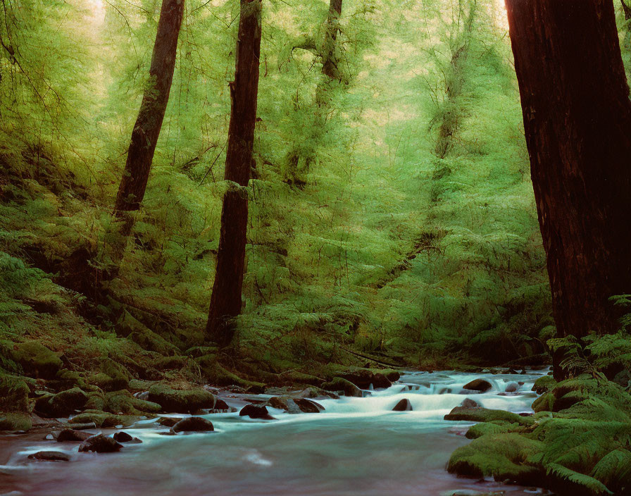 Tranquil Forest Scene with Stream and Moss-Covered Rocks