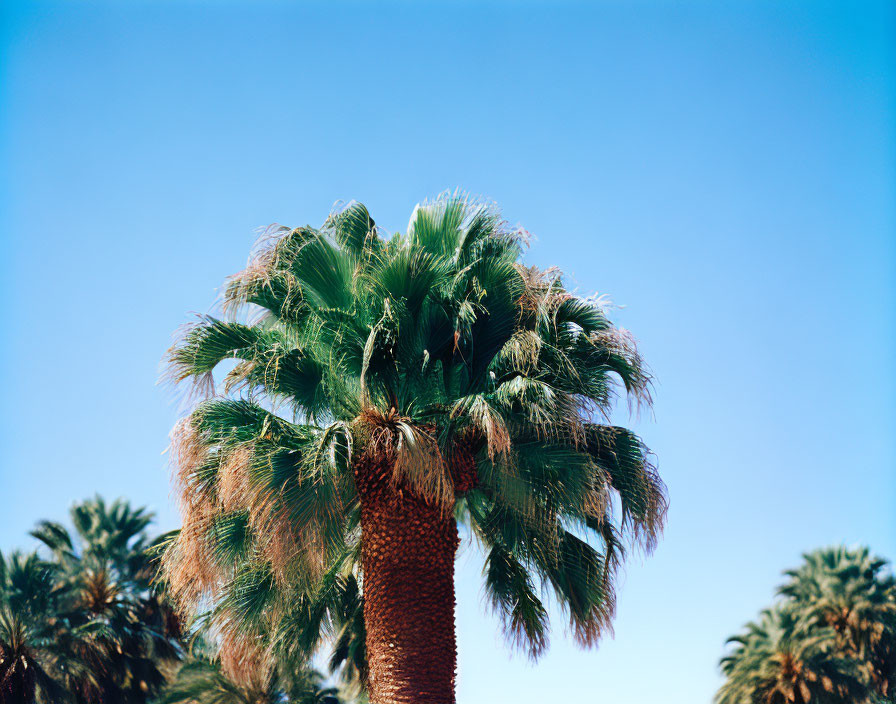 Tropical palm tree against clear blue sky