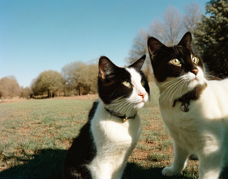 Black and white cats with collars sitting on grass under clear blue sky