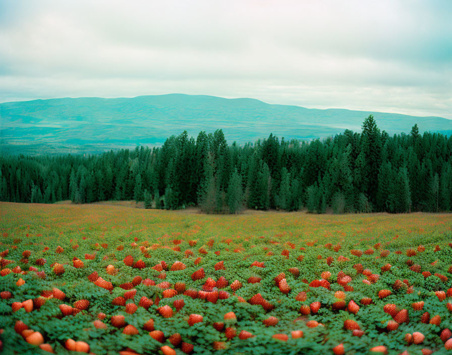 Scenic view of strawberry field in forested landscape