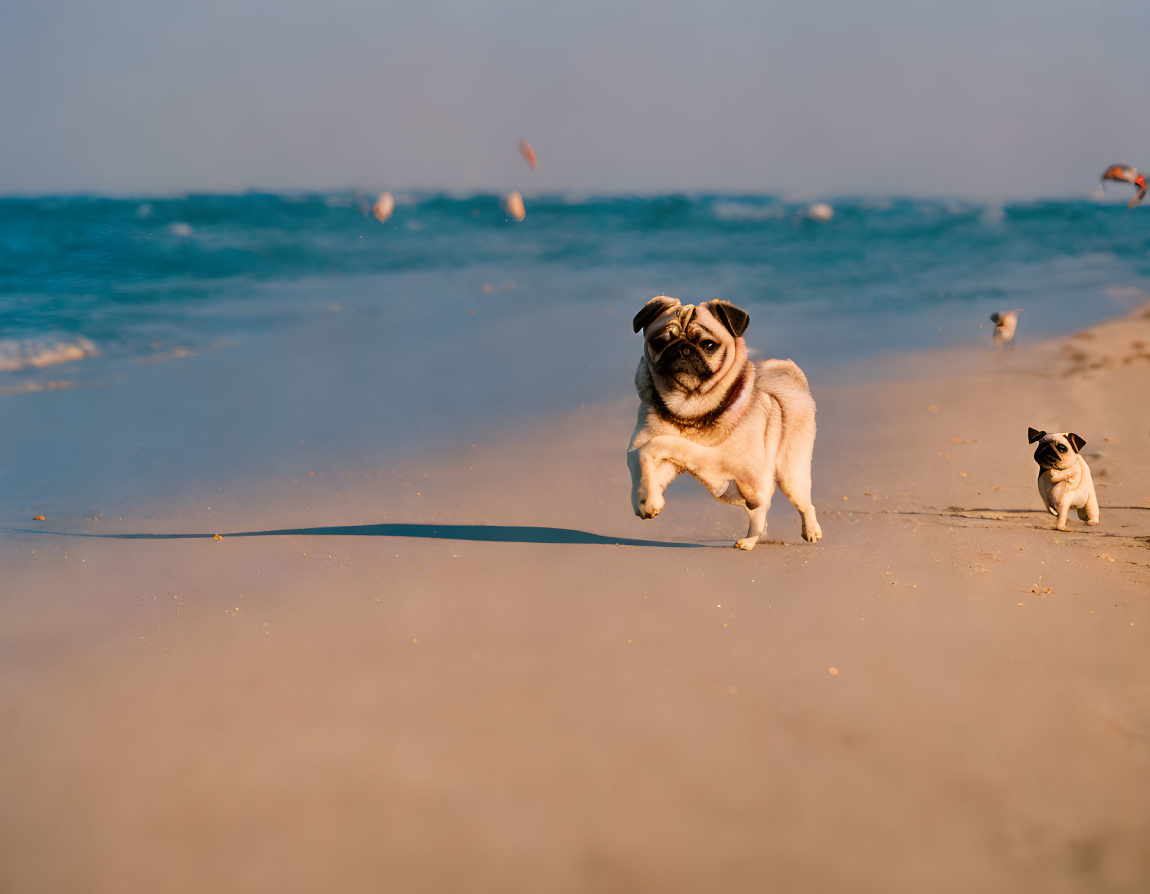 Pug dog walking on sandy beach with ocean and another dog in background