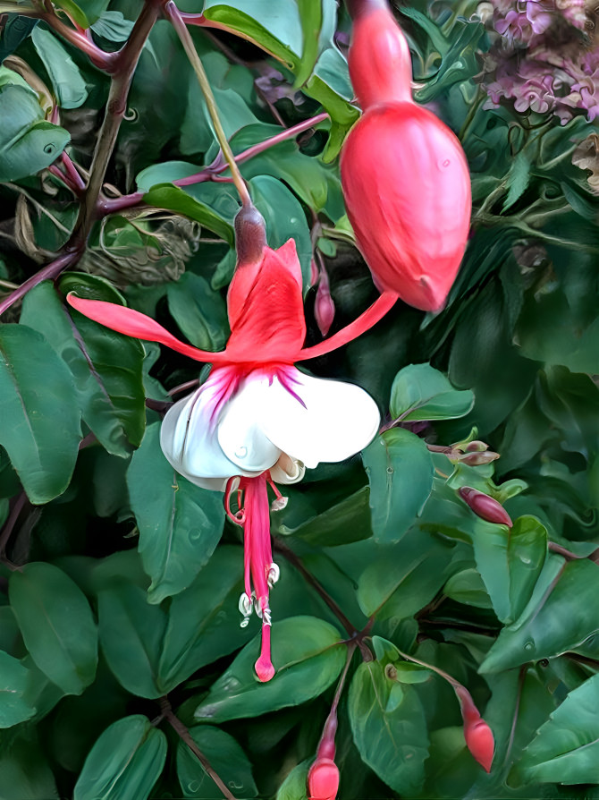 Fuchsia: Colours Preserved 