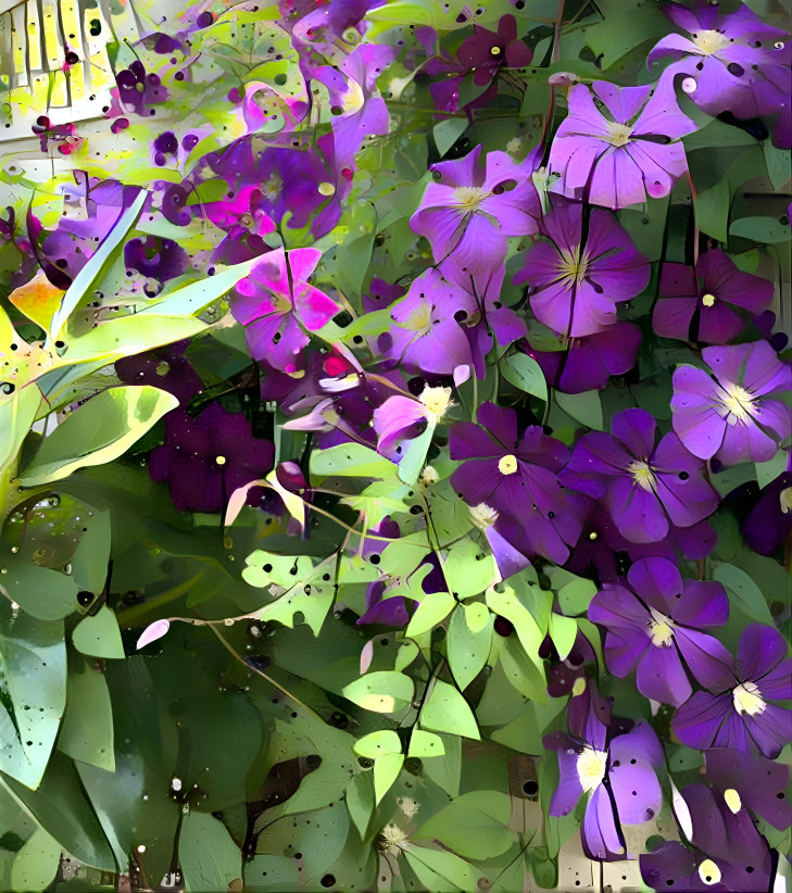 Purple Clematis