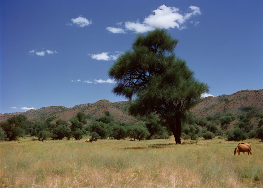 Scenic landscape with lone tree, horse, hills, and blue sky