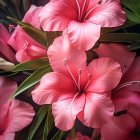 Bright Pink Hibiscus Flowers on Dark Background