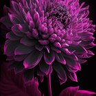 Purple Dahlia Bloom with Layered Petals and Buds on Dark Background