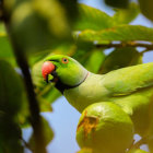 Colorful Rainbow Lorikeet on Branch with Green Leaves and Blue Sky