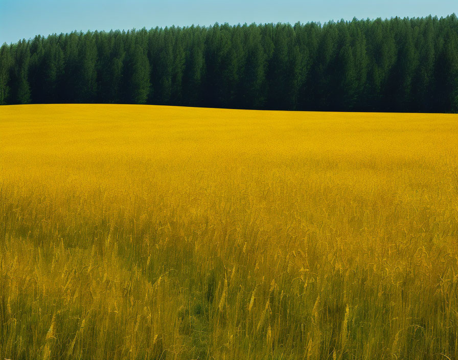 Lush Wheat Field with Green Trees on Horizon