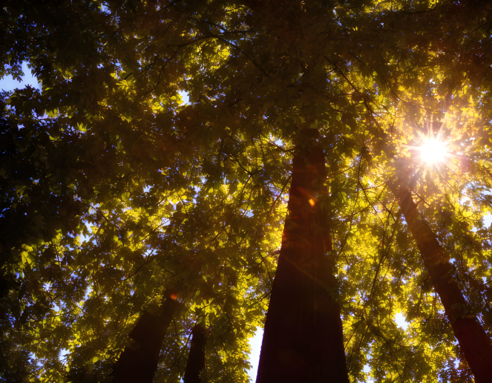 Forest scene: Sunlight through tall tree canopy.