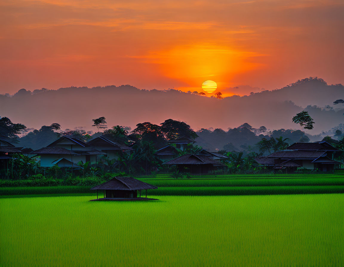 Tranquil rural landscape with green rice fields and silhouetted trees at sunset