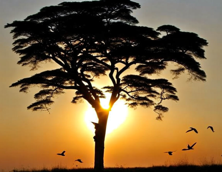 Majestic tree silhouette at warm sunset with flying birds