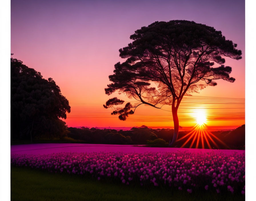 Silhouetted tree at sunset over pink flower field