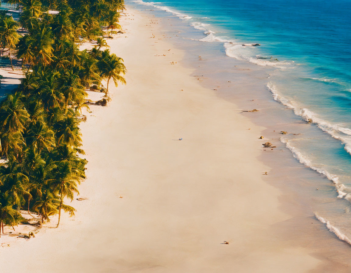 Tropical beach with palm trees, golden sands, and gentle waves