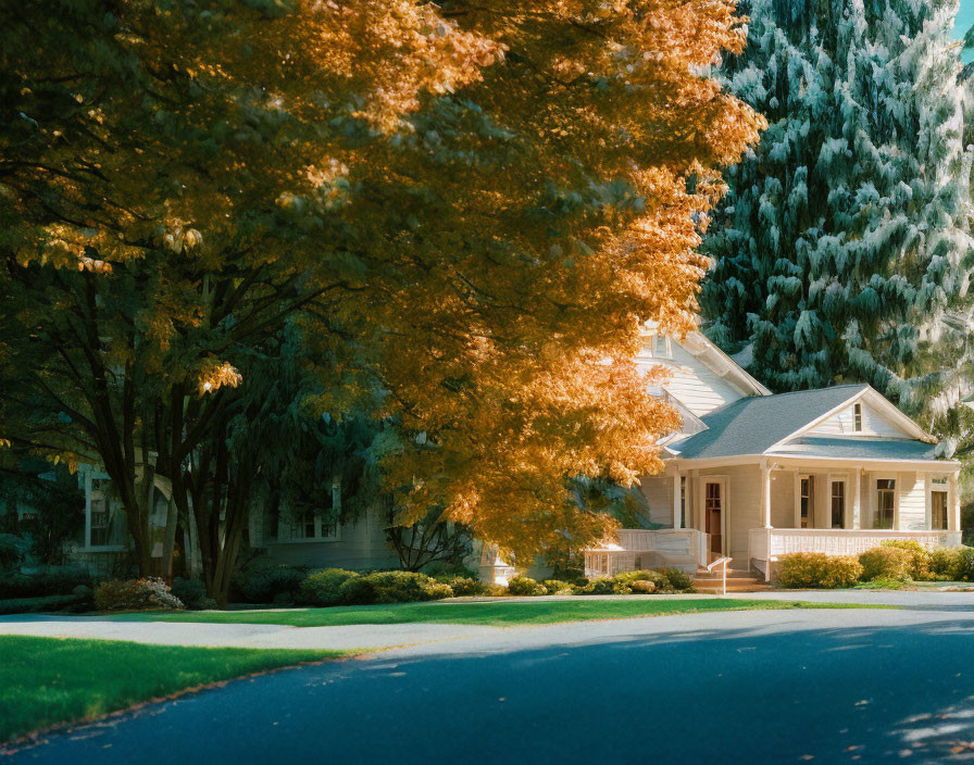 Charming house with autumn tree and evergreen in sunlight