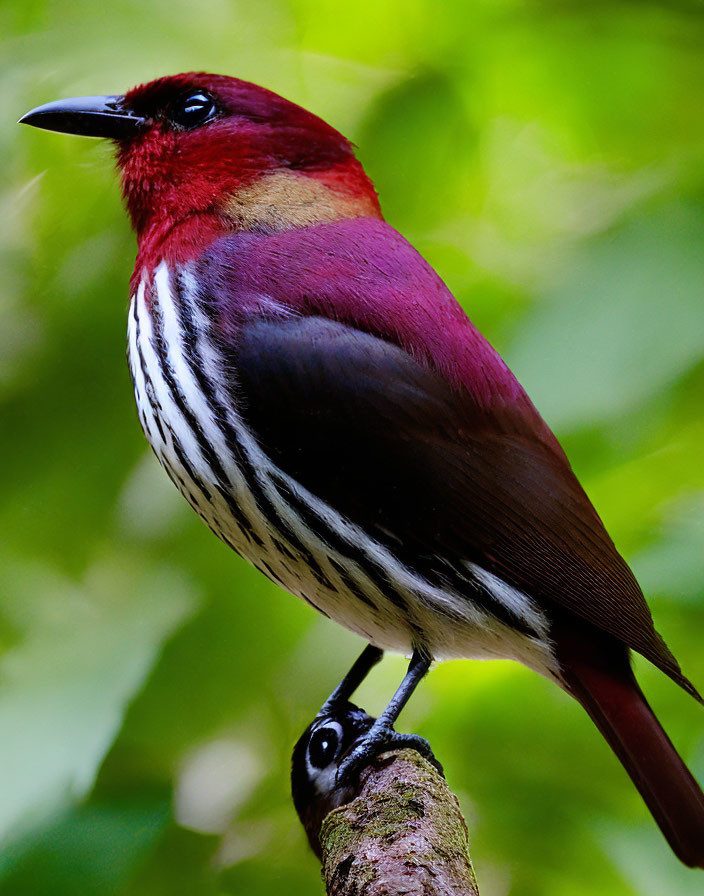 Colorful Bird with Red Head and Striped Underparts on Branch